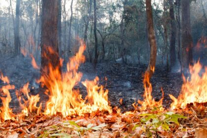 Alerta Roja y Evacuación en Hijuelas por Incendio Forestal Amenazante