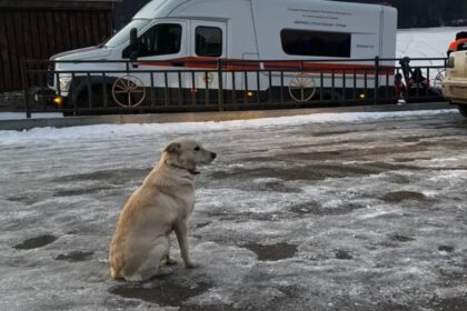 Perra esperando a su dueño fallecido en río Ufá conmueve a comunidad