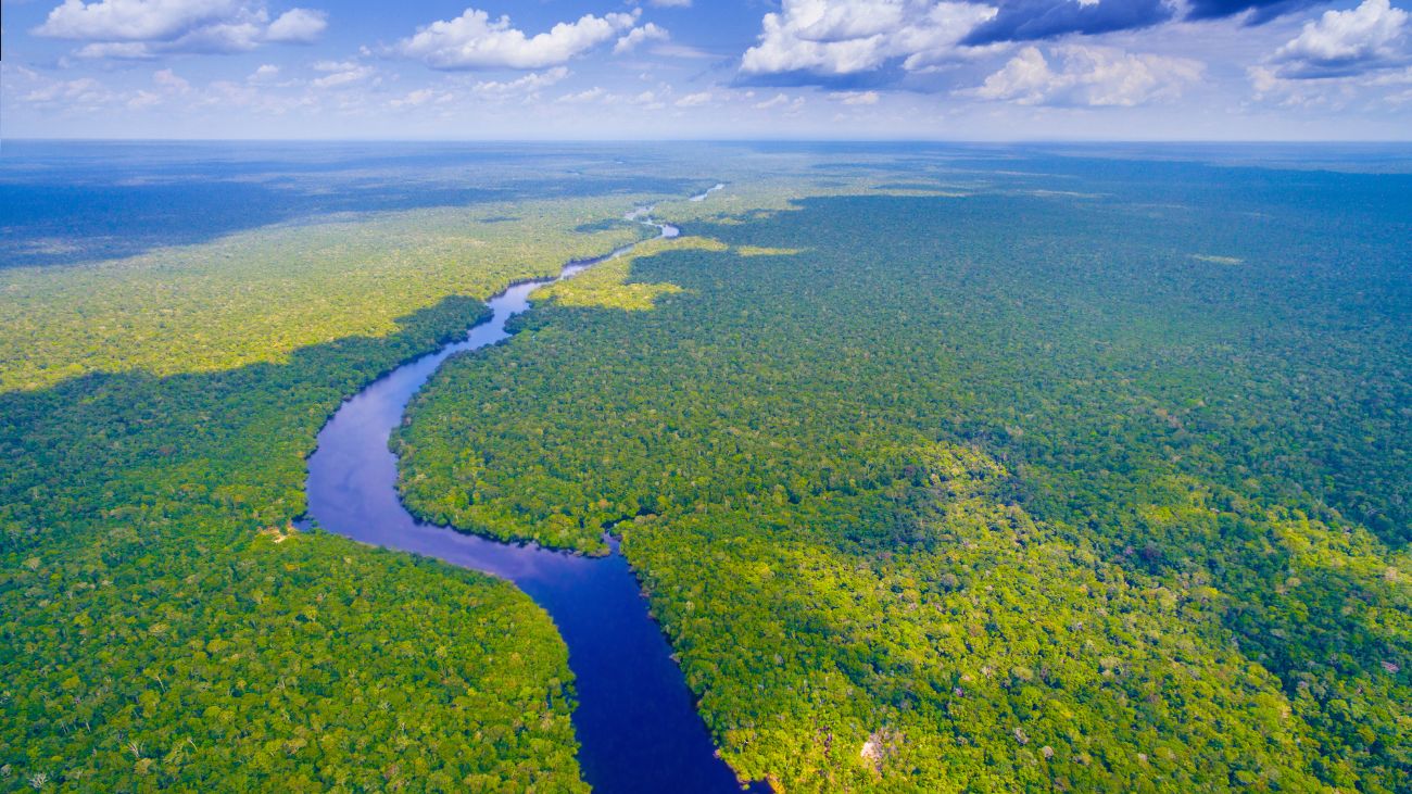 Desastre ecológico en la Amazonía: impacto, medidas y reacciones actuales