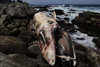 Ballena varada en Isla Negra: Deciden dejar su cadáver en el lugar