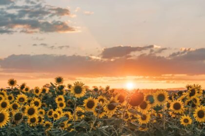 Solsticio de verano: el día más largo y la llegada oficial