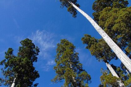 Rescatan a pareja extraviada en la cordillera de la costa de Río Negro