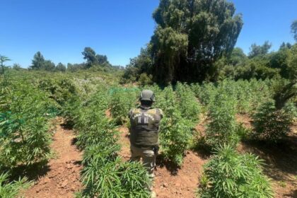 Desmantelan cultivo ilegal de marihuana en Pemuco: descubren 1.307 plantas escondidas