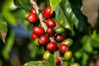 Cambio climático impacta cultivos de café en América Latina: soluciones emergentes