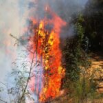 Investigan incendio forestal en Los Sauces: ¿fue provocado intencionalmente?