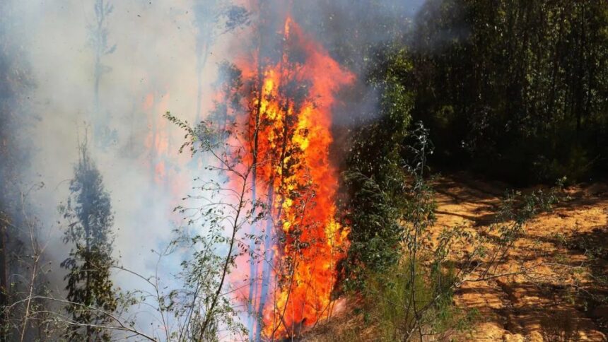 Investigan incendio forestal en Los Sauces: ¿fue provocado intencionalmente?