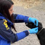 Detenido en Coyhaique por maltrato animal: BIDEMA actúa en flagrancia