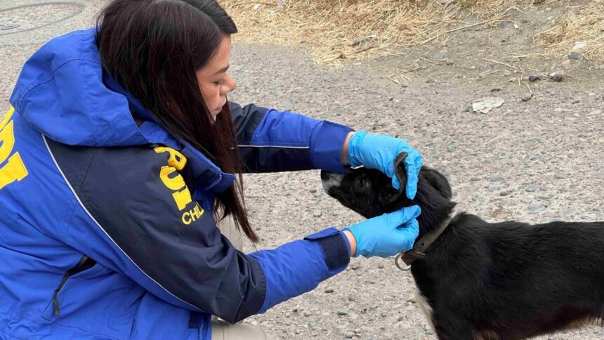 Detenido en Coyhaique por maltrato animal: BIDEMA actúa en flagrancia