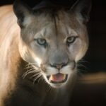 Puma ataca y mata potrillo en sector rural de Tucapel