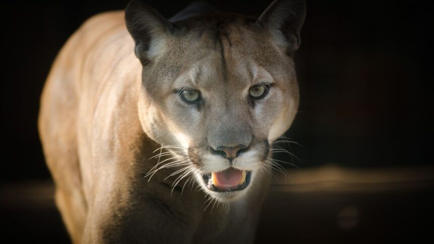 Puma ataca y mata potrillo en sector rural de Tucapel