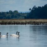 Valdivia busca ser la primera Ciudad Humedal de Latinoamérica