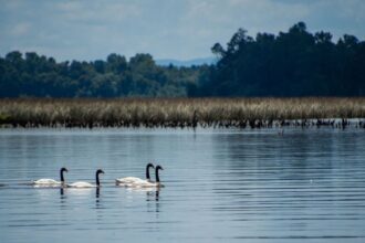 Valdivia busca ser la primera Ciudad Humedal de Latinoamérica