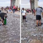 Peces varados en playa Chinchorro: autoridades advierten riesgos para la salud