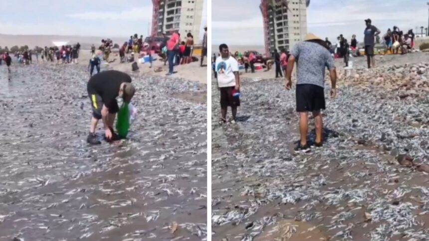 Peces varados en playa Chinchorro: autoridades advierten riesgos para la salud