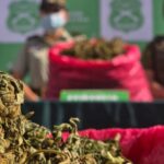 Operativo policial en Los Vilos: decomisan 15 mil plantas de marihuana