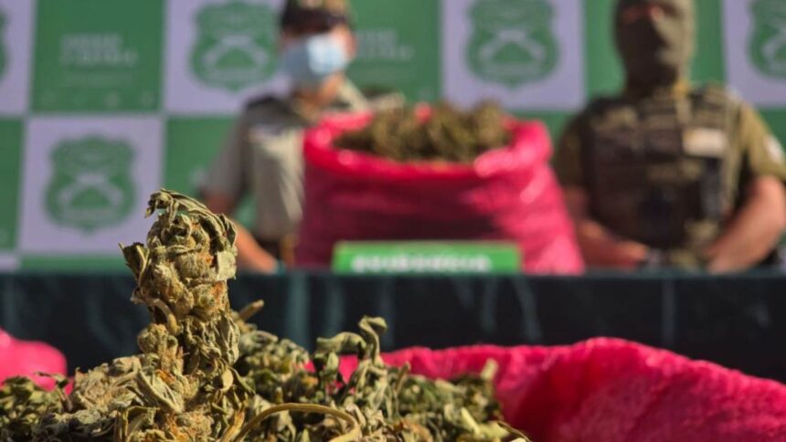 Operativo policial en Los Vilos: decomisan 15 mil plantas de marihuana