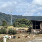 Comunidad mapuche de Coliñir exige validación de informe Conadi sobre tierra indígena