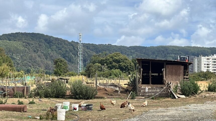 Comunidad mapuche de Coliñir exige validación de informe Conadi sobre tierra indígena