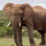 Elefante mata a turista en el Parque Kruger: medidas de seguridad