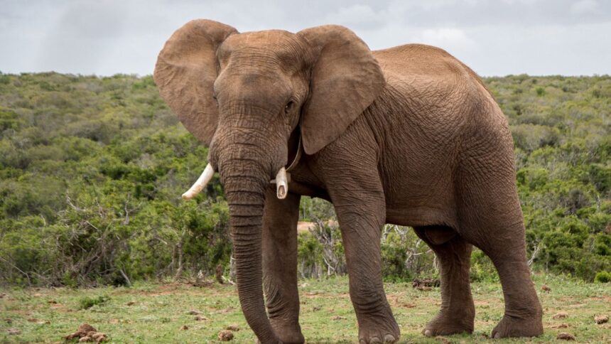 Elefante mata a turista en el Parque Kruger: medidas de seguridad