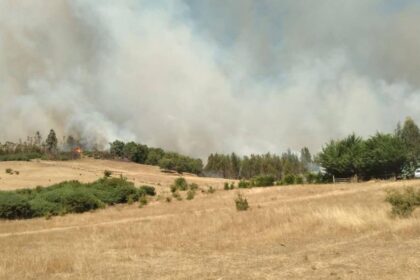 Activan evacuación por incendio forestal en Cholchol, La Araucanía