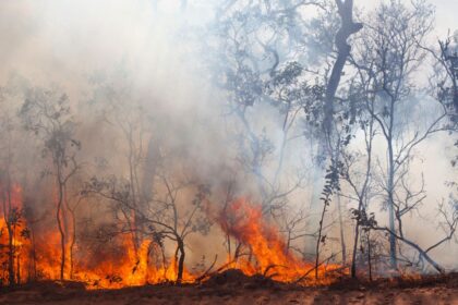 Tragedia en San Pedro de Melipilla: Niña fallece en incendio forestal