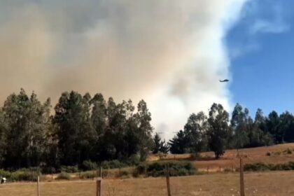 Incendio en Cholchol consume 251 hectáreas y destruye viviendas