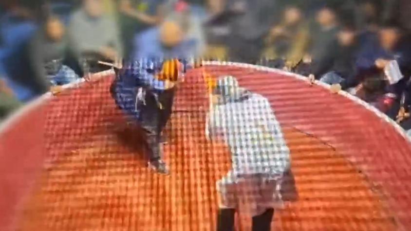 Peleas de gallos en Arauco