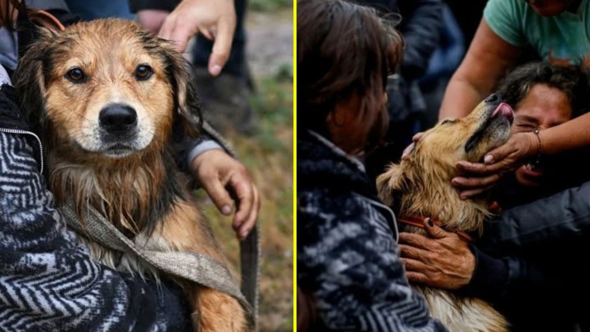 Morocho, el perro rescatado del río Mapocho.