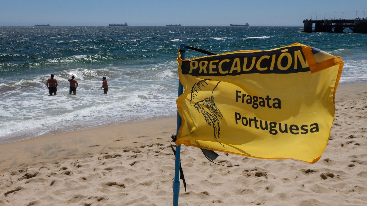 Fragata portuguesa en la playa