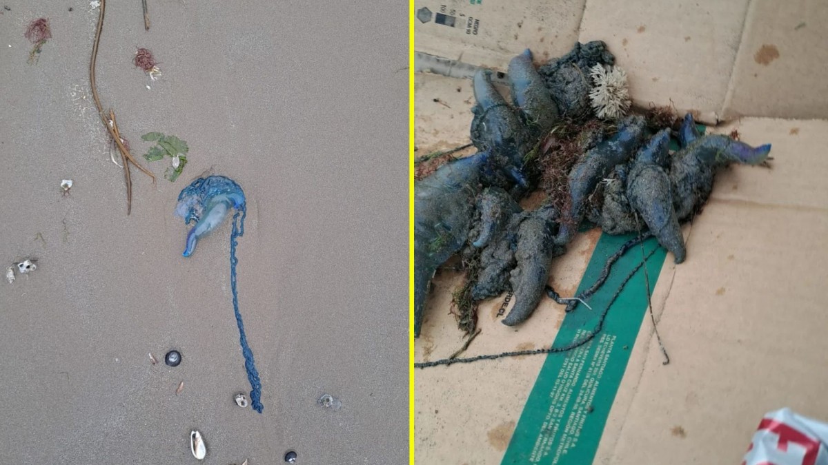 Fragata portuguesa en playa