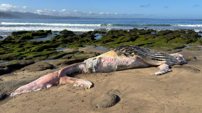 Ballena jorobada varada en la playa